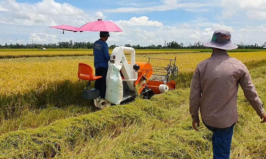 Giá lúa gạo hôm nay (ngày 4-2) và tổng kết tuần qua: Giá gạo tăng, giá lúa giảm